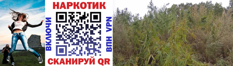 Купить Псилоцибиновые грибы  МЕТАДОН  COCAIN  ТГК  Марихуана  Мефедрон  ГАШИШ  Кемь