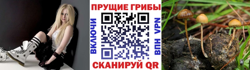 Купить где  Кемь  Галлюциногенные грибы Magic Shrooms 